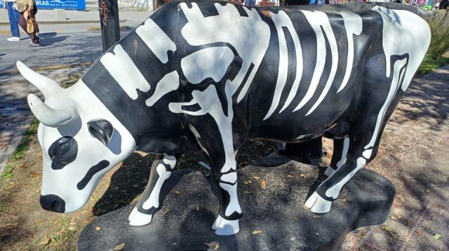 Exhibición de Vacas en Paseo Colon en Torreon